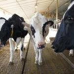 Canadian Diary Farmers Fear Profit Loss If Trump’s Trade Concessions Demands Are Met